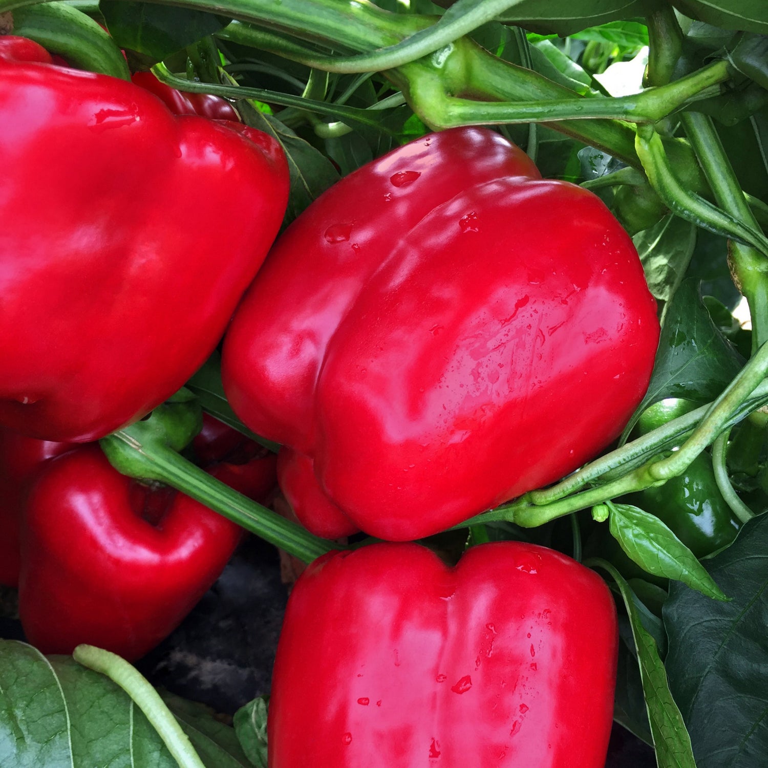 Hybrid Red Bell Pepper - Mercer