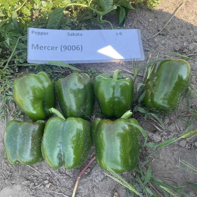 Hybrid Red Bell Pepper - Mercer