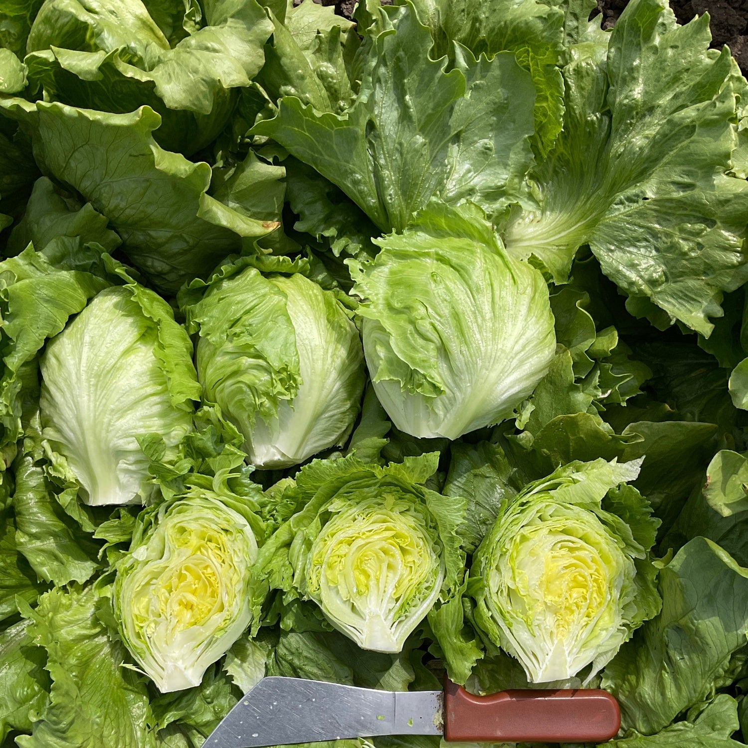OP Green Iceburg (Crisphead) Lettuce - Meridian