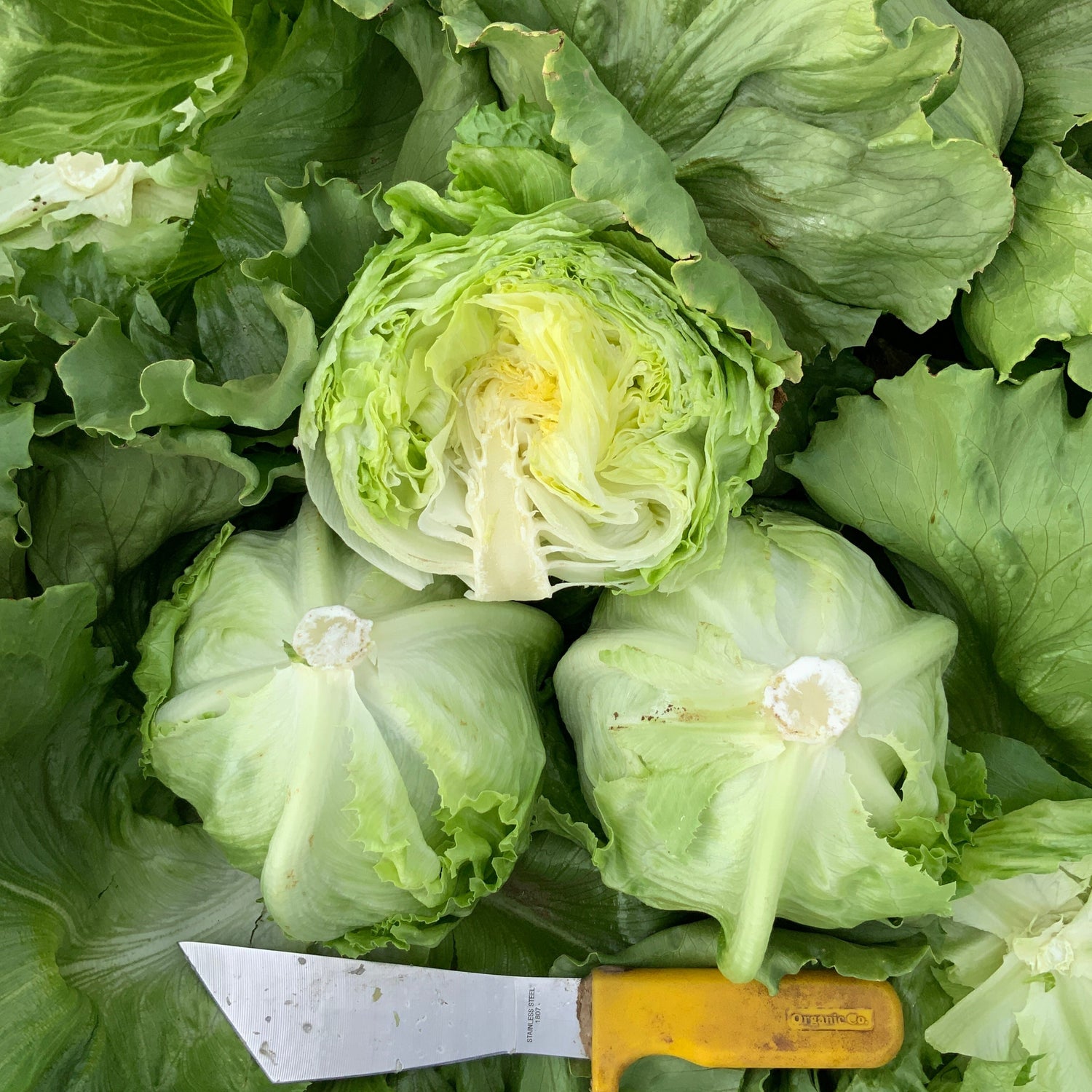 OP Green Iceburg (Crisphead) Lettuce - Meridian