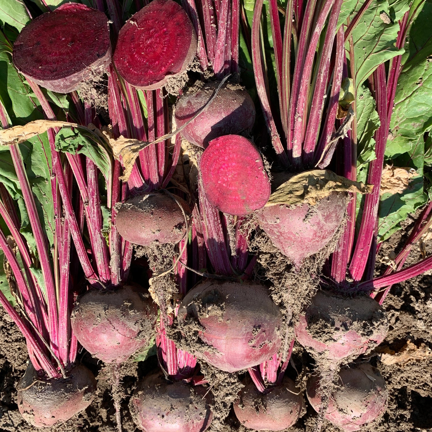 Hybrid Red Beet - Merlin