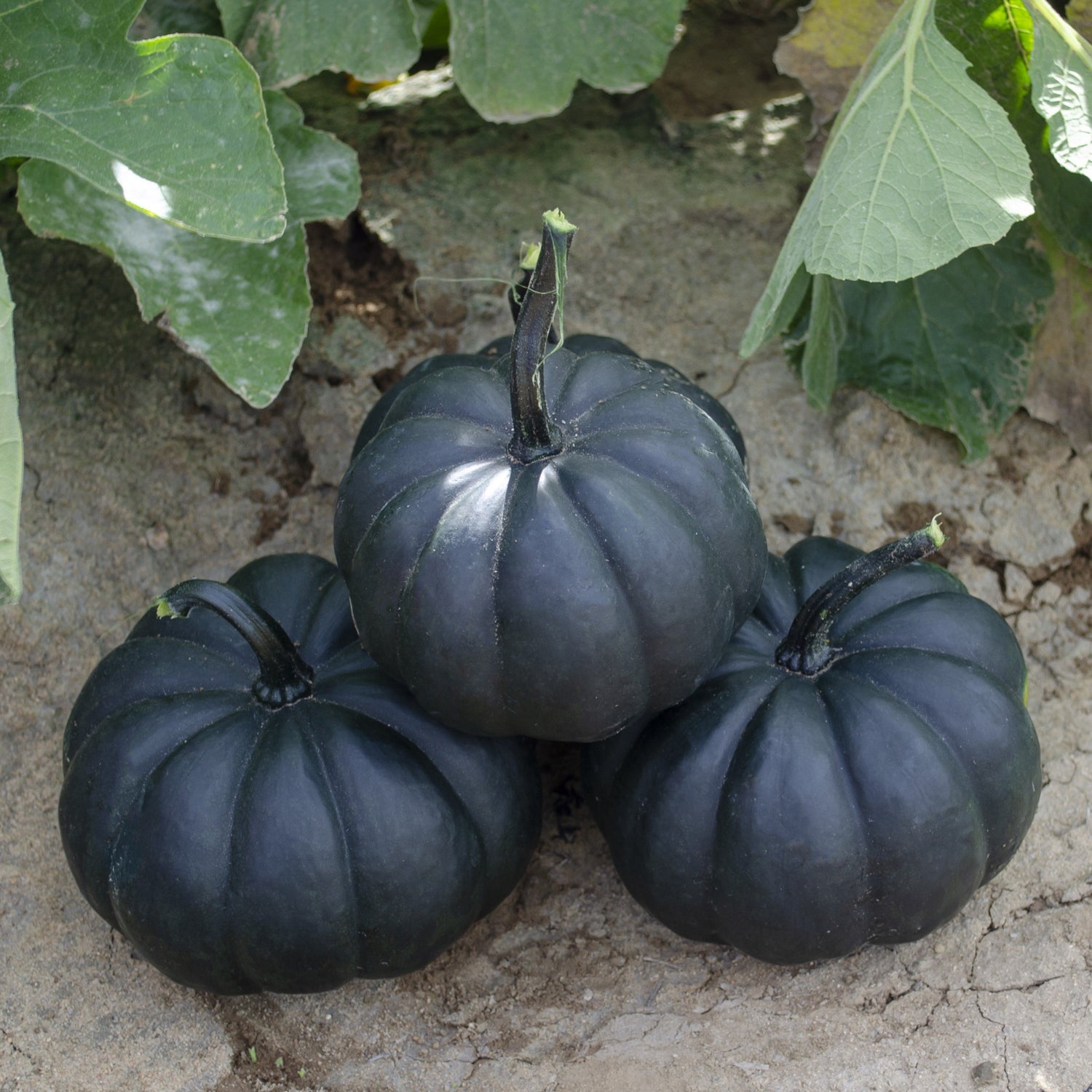 Hybrid Mini Pumpkin - Midnight