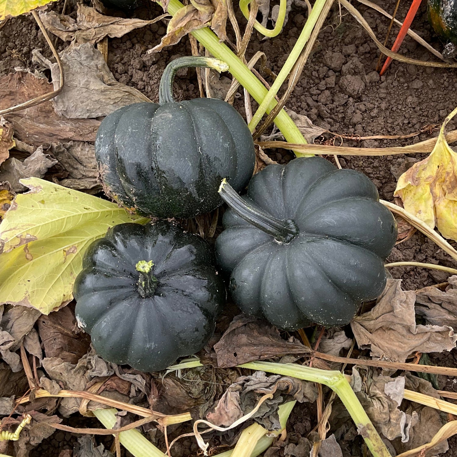 Hybrid Mini Pumpkin - Midnight
