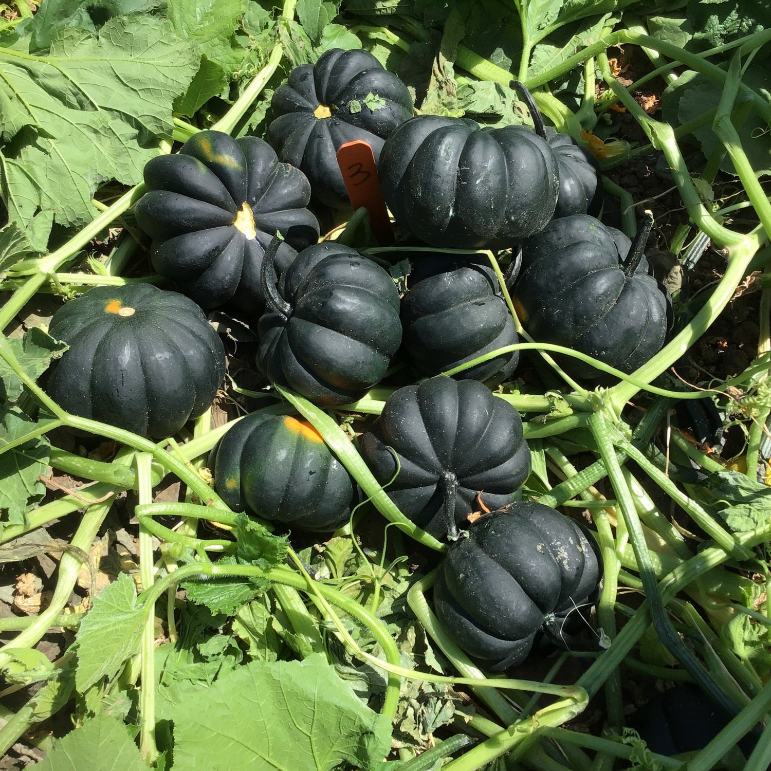 Hybrid Mini Pumpkin - Midnight
