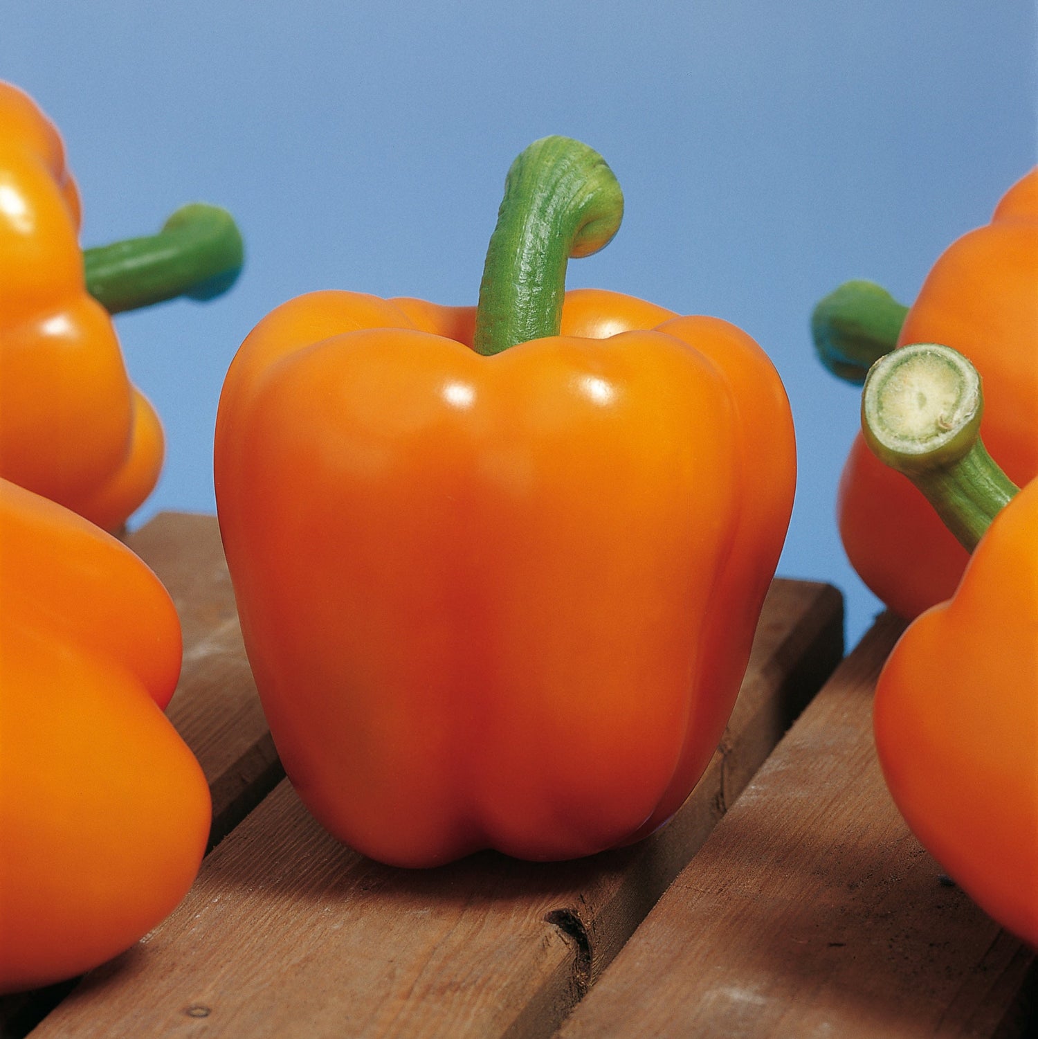 Hybrid Greenhouse Orange Bell Pepper - Milena