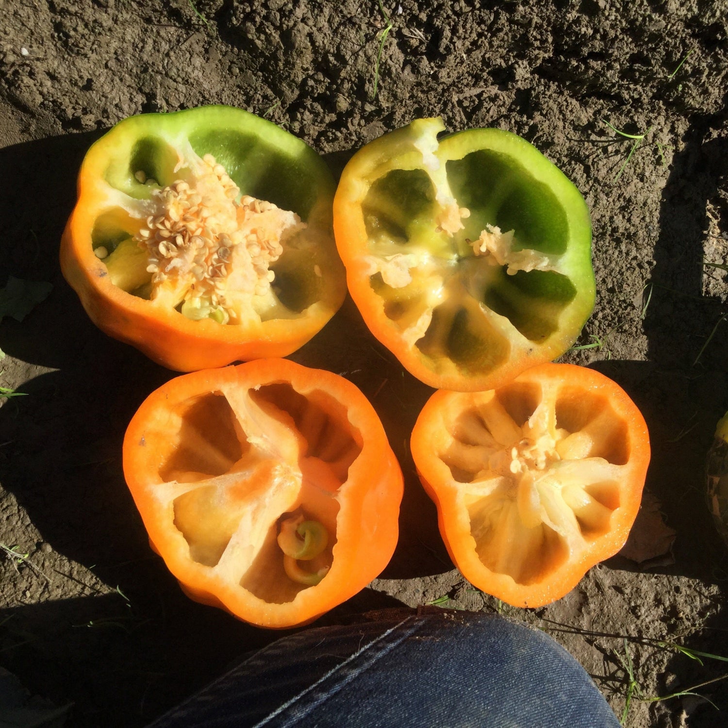 Hybrid Greenhouse Orange Bell Pepper - Milena