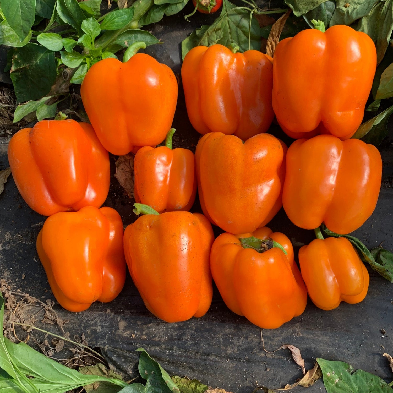 Hybrid Greenhouse Orange Bell Pepper - Milena