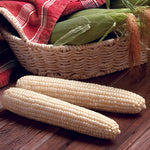 Hybrid Sugar Enhanced White Corn - Milky Way