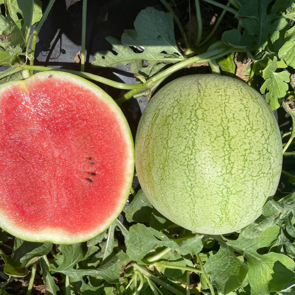 Hybrid In Row Pollenizer (Seeded) Watermelon - Minipool