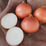 Hybrid Intermediate Day Yellow Onion - Minister
