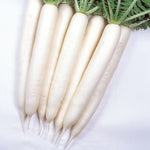 Hybrid Daikon Radish - Minowase Summer Cross