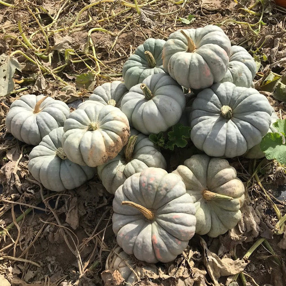 Hybrid Specialty Pumpkin - Mint Prince
