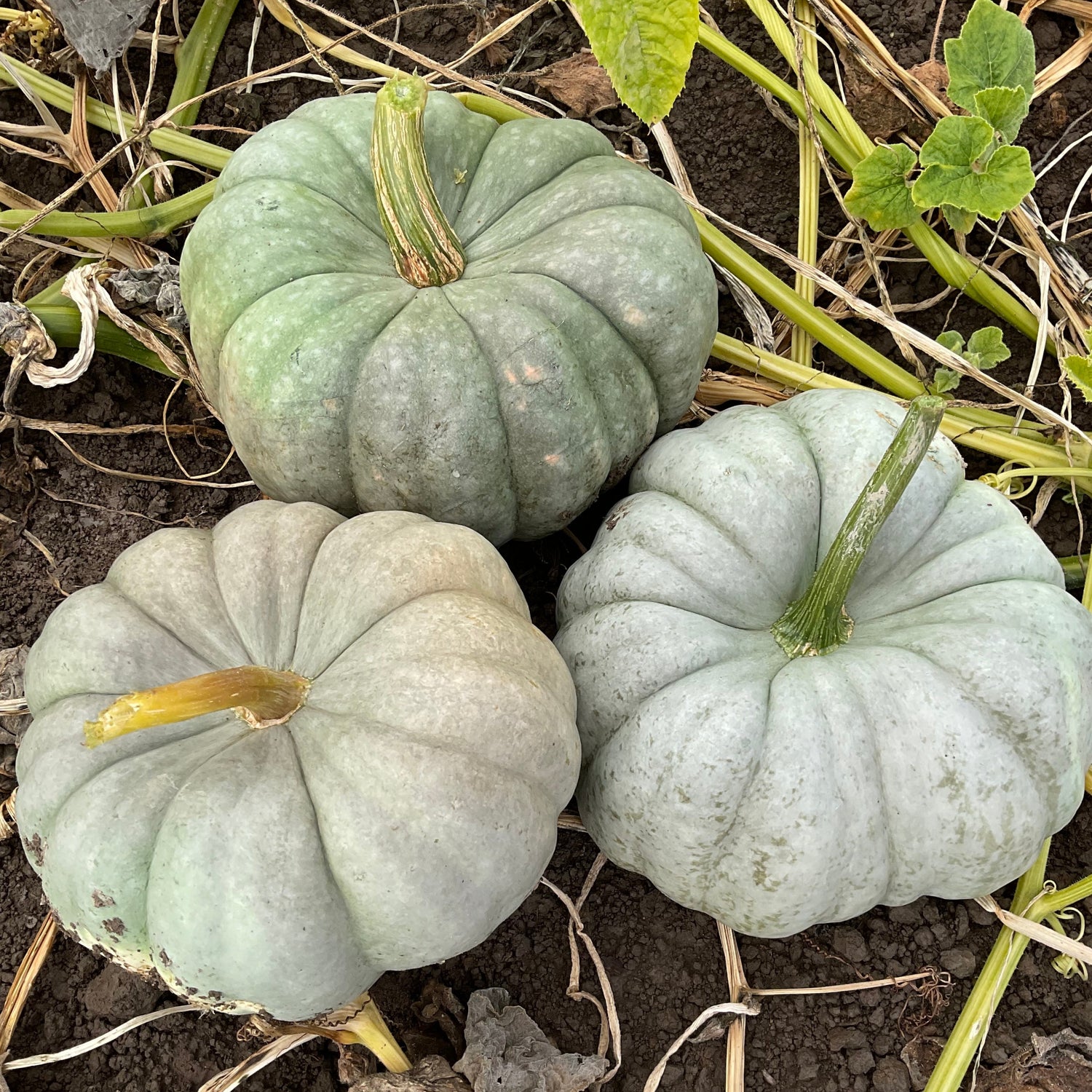 Hybrid Specialty Pumpkin - Mint Prince