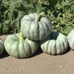 Hybrid Specialty Pumpkin - Mint Prince