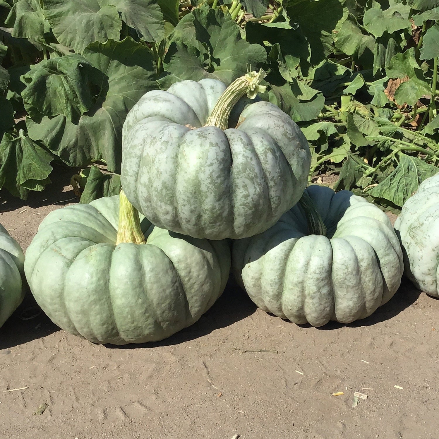 Hybrid Specialty Pumpkin - Mint Prince