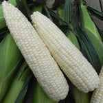 Hybrid Sugar Enhanced White Corn - Mirage