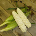 Hybrid Supersweet White Corn - Mirai 421W