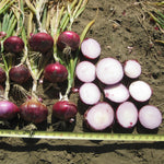Hybrid Short Day Red Onion - Miss Scarlet