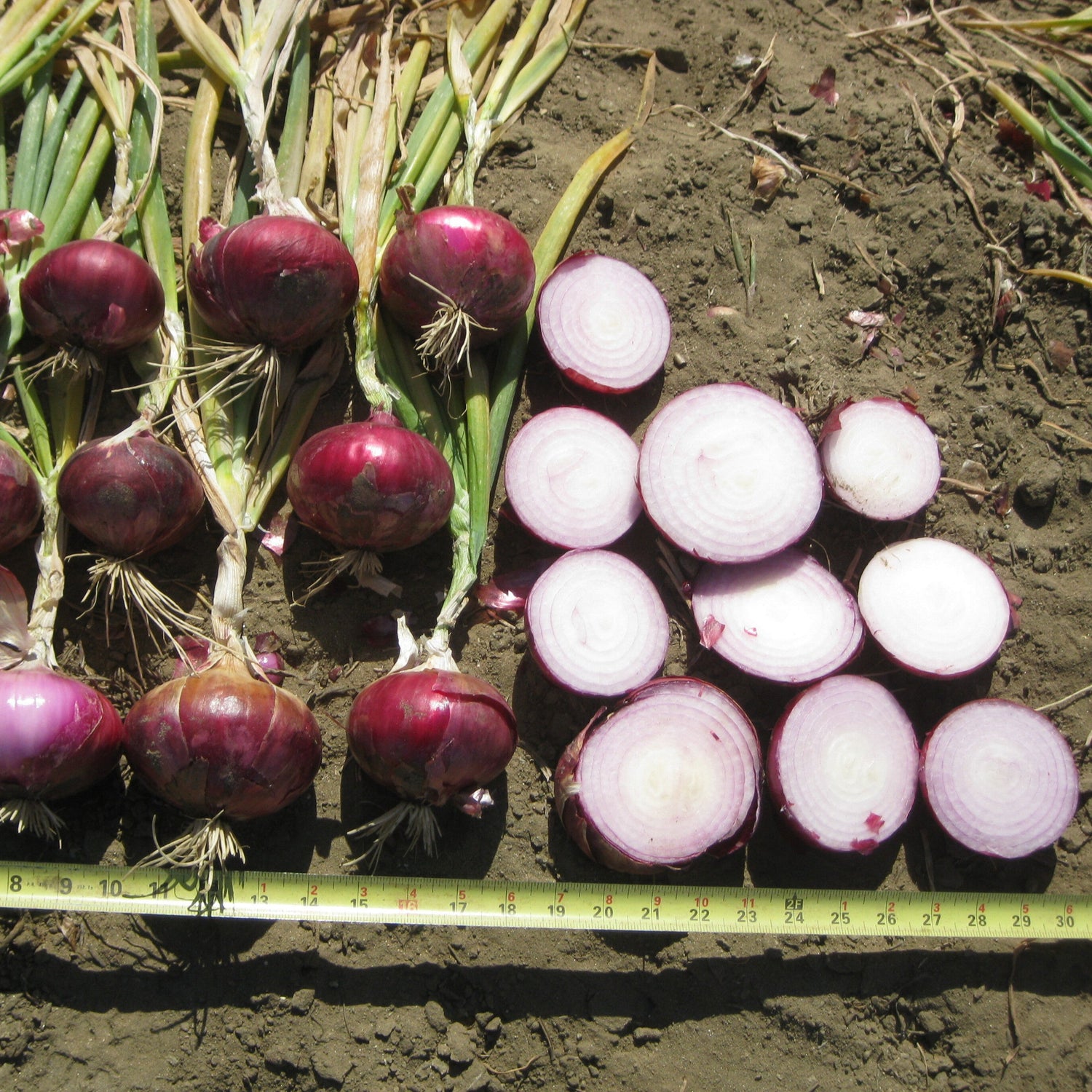 Hybrid Short Day Red Onion - Miss Scarlet