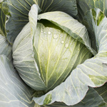 Hybrid Green Storage Cabbage - Mohawk