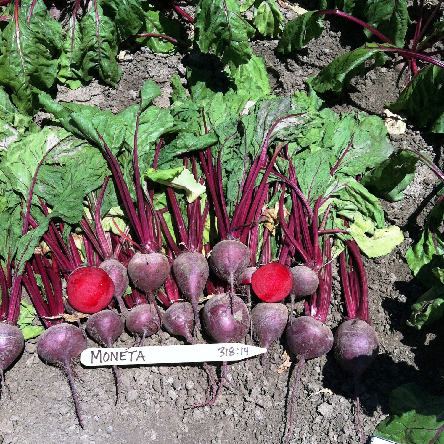 Hybrid Red Beet - Moneta