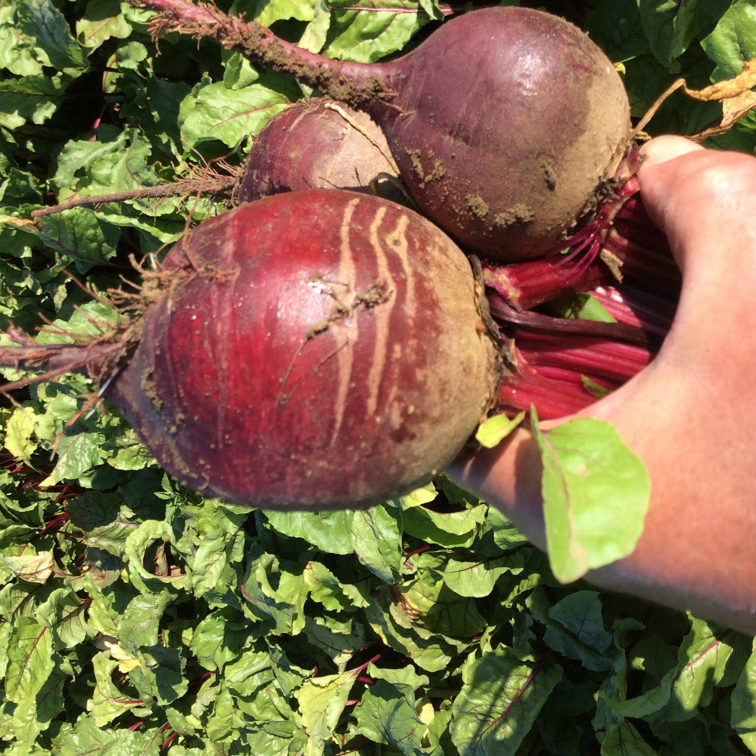 Hybrid Red Beet - Moneta