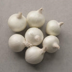 Hybrid Short Day White Onion - Monjablanca