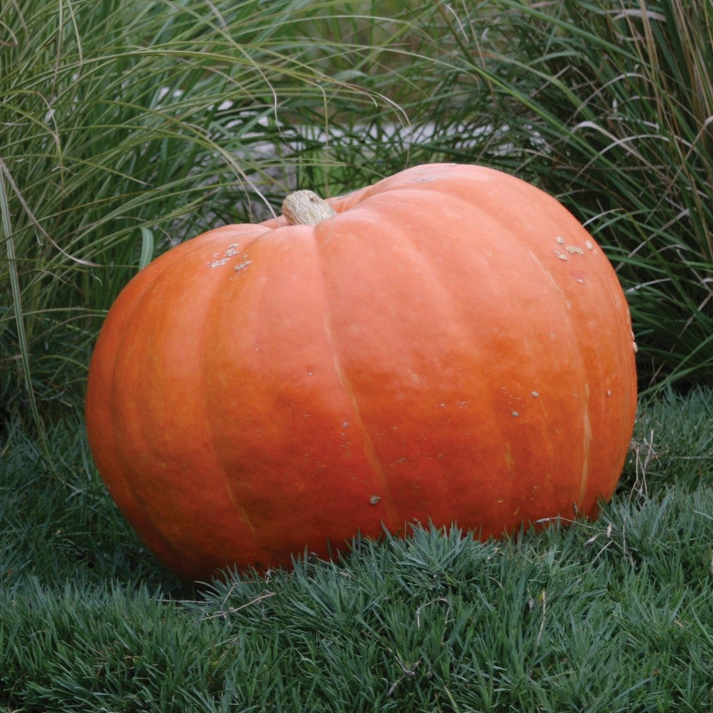 Hybrid Giant Pumpkin - Monster Smash