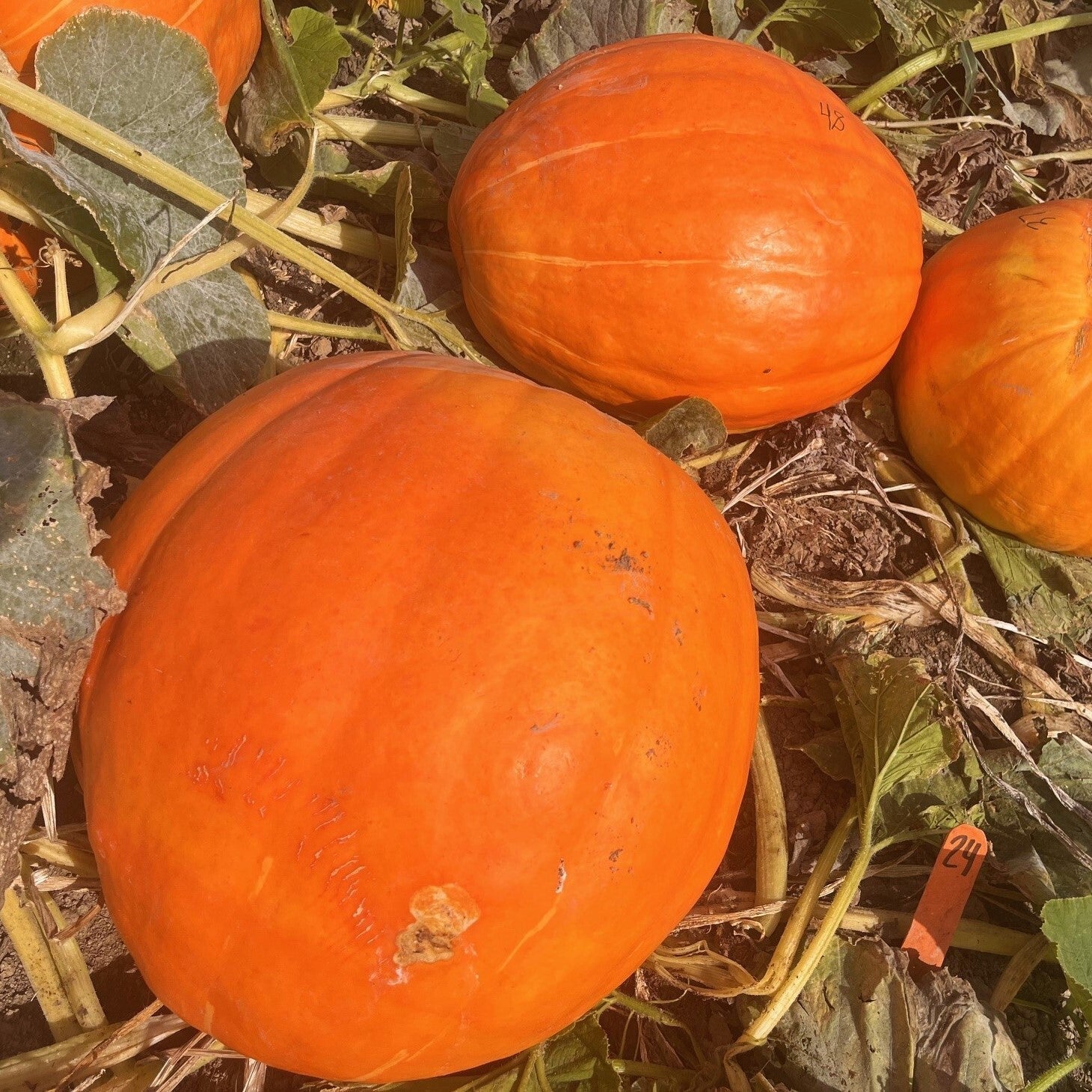 Hybrid Giant Pumpkin - Monster Smash
