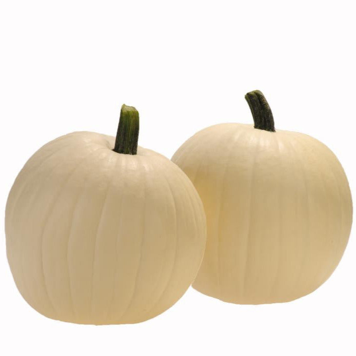 Hybrid White Pumpkin - Moon Beam