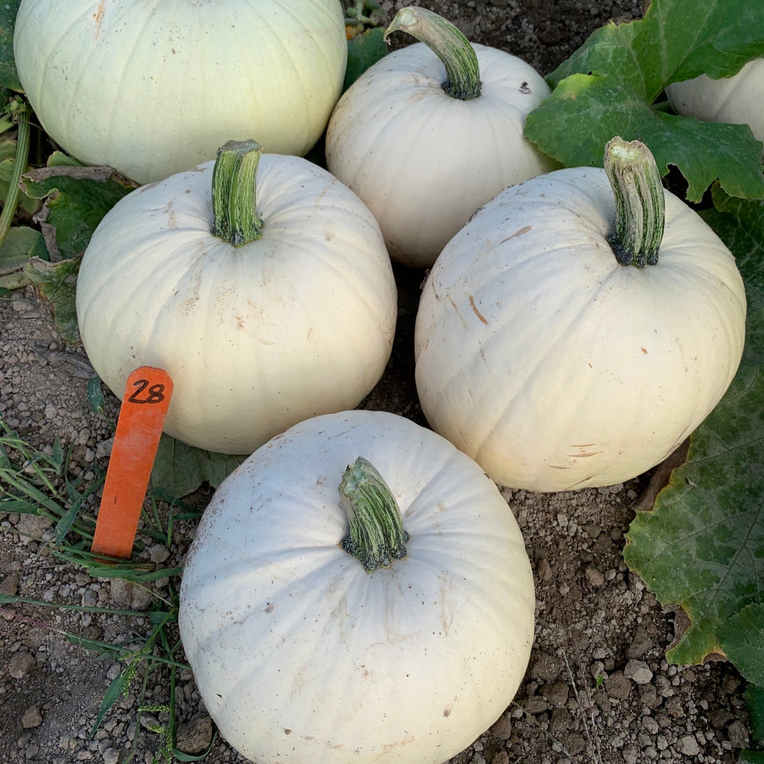 Hybrid White Pumpkin - Moon Beam