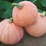 Hybrid Specialty Pumpkin - Moonscape
