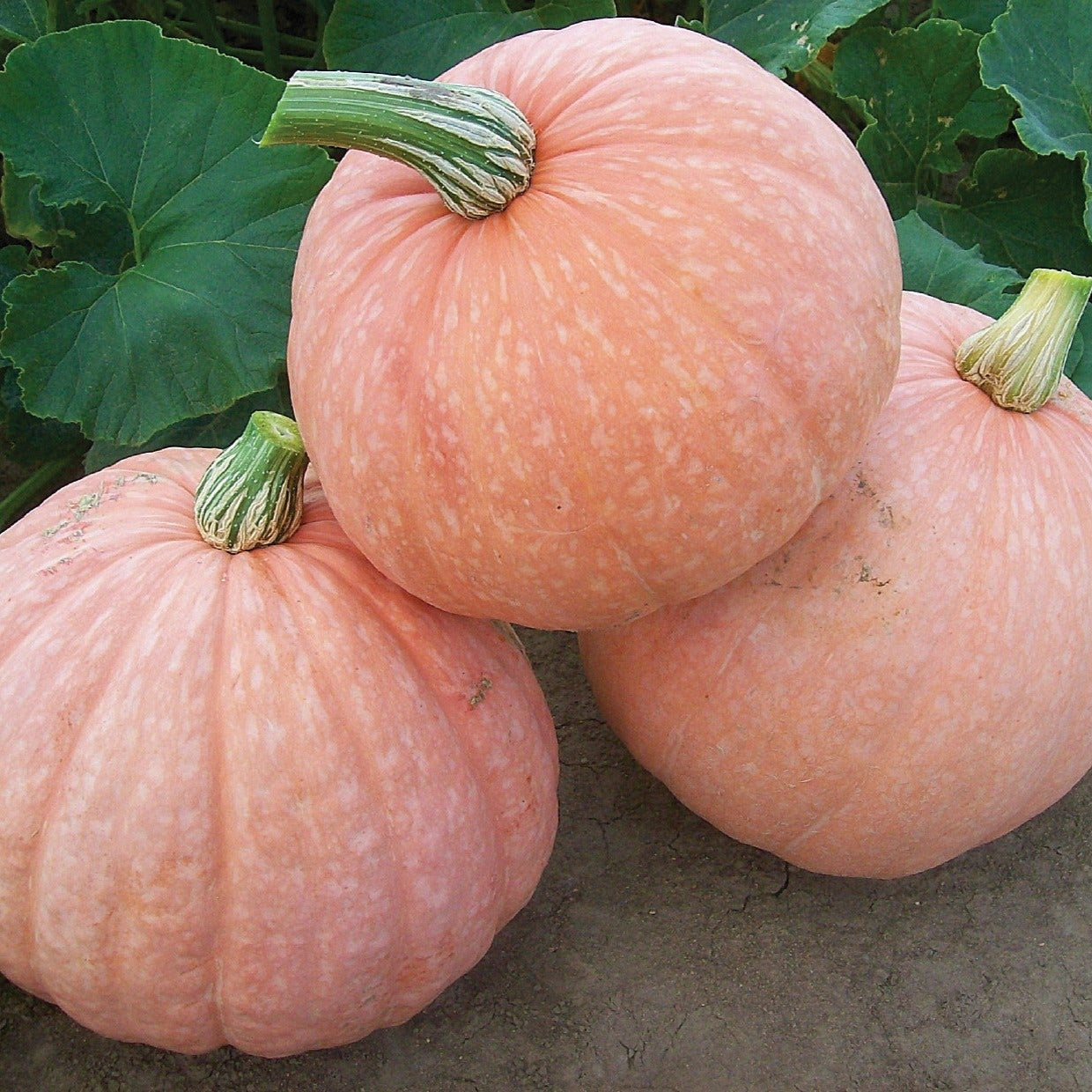 Hybrid Specialty Pumpkin - Moonscape