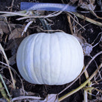 Hybrid White Pumpkin - Moonshine