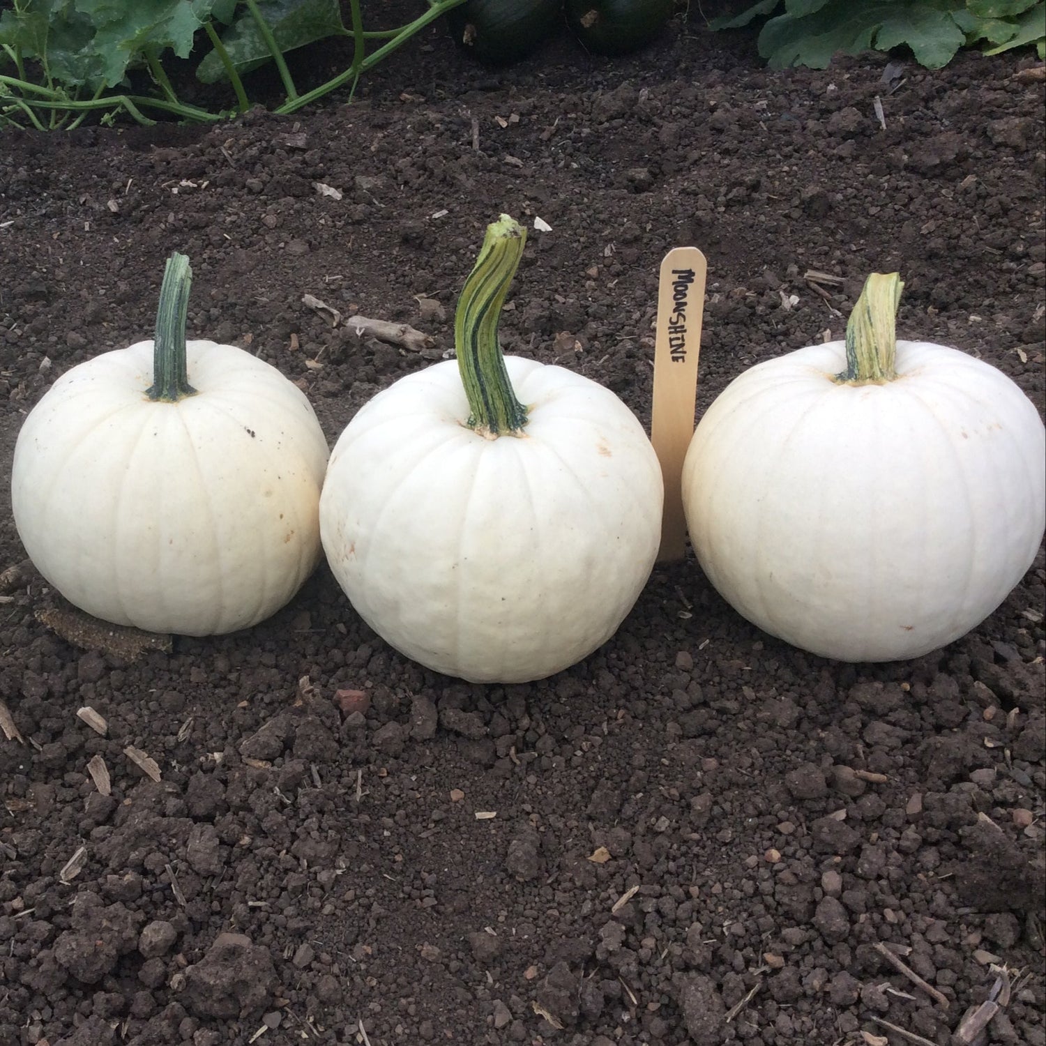 Hybrid White Pumpkin - Moonshine