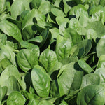 Hybrid Spinach - Motutapu