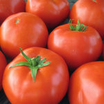 Hybrid Round Red Tomato - Mountain Merit