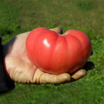 Hybrid Round Pink Tomato - Mountain Rouge