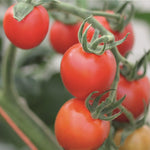 Hybrid Red Cherry Tomato - Mountain Magic