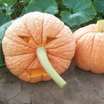 OP Specialty Pumpkin - Mr. Fugly