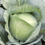 Hybrid Green Storage Cabbage - Mucsuma RZ