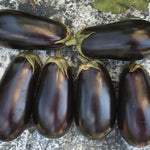 Hybrid Eggplant - Mumbai