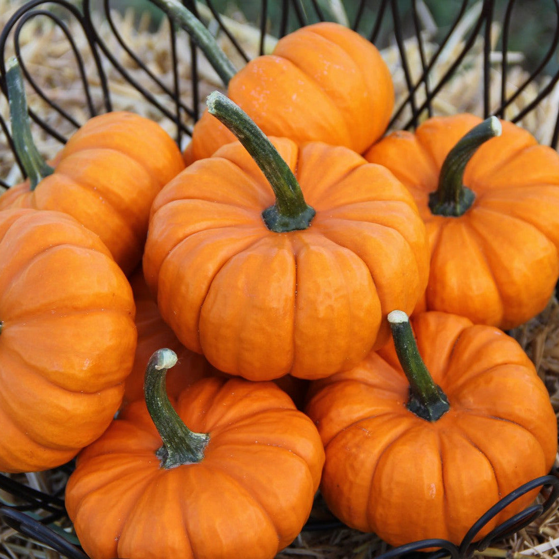 Hybrid Mini Pumpkin - Munchkin