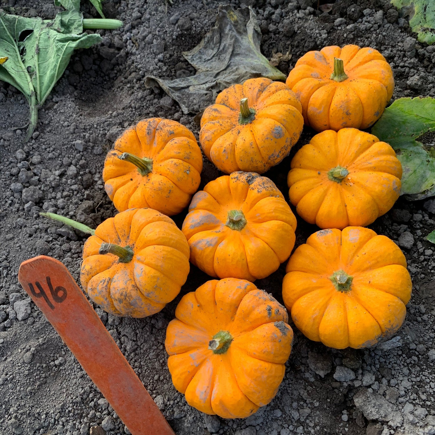 Hybrid Mini Pumpkin - Munchkin