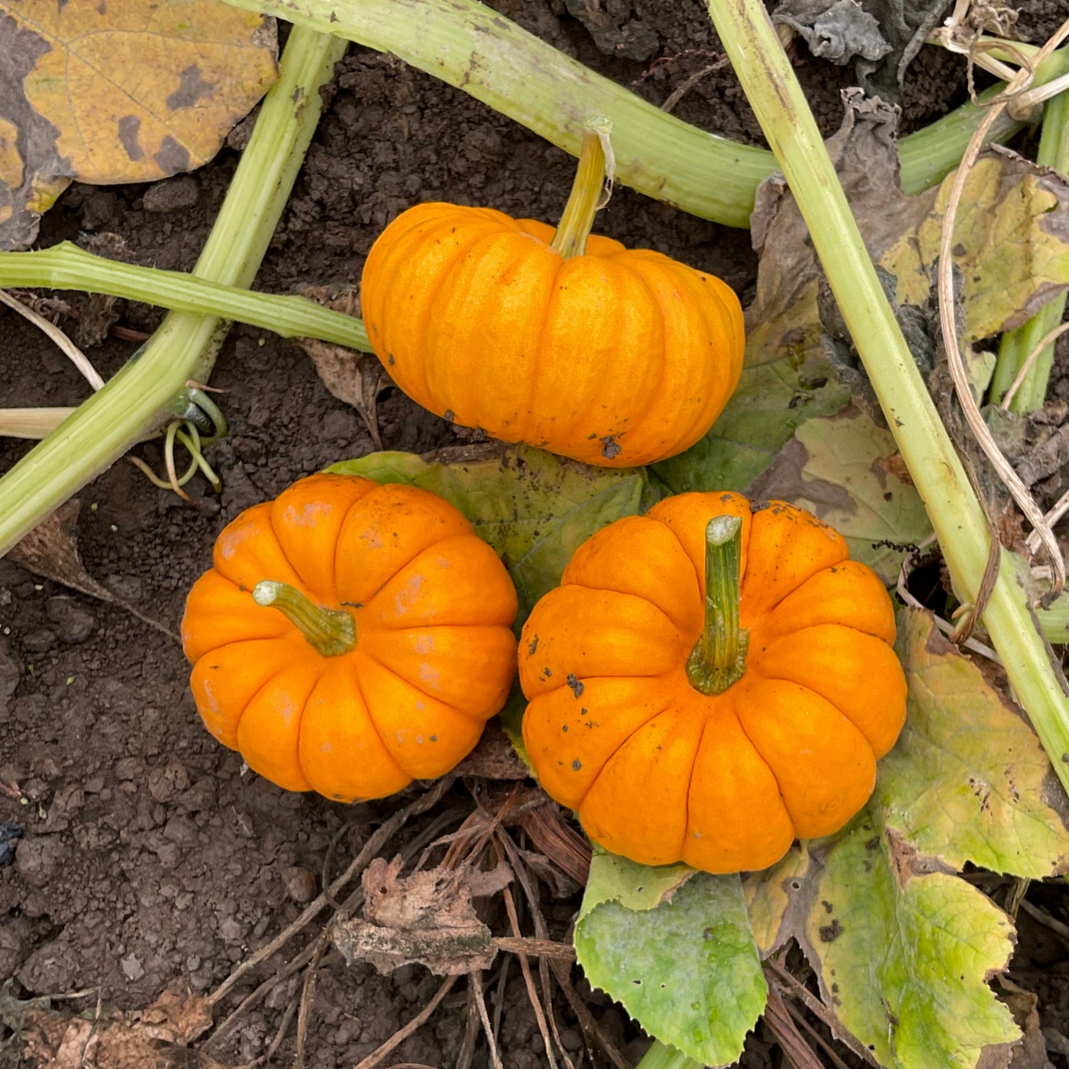 Hybrid Mini Pumpkin - Munchkin