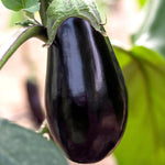 Hybrid Eggplant - Nadia