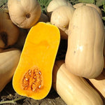 Hybrid Butternut Squash - Narragansett
