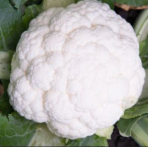 Hybrid White Cauliflower - Nebula