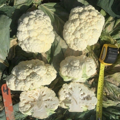Hybrid White Cauliflower - Nebula
