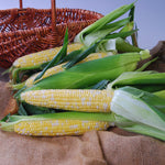 Hybrid Sugar Enhanced Bicolor Corn - Nectar
